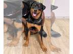 Rottweiler Mix DOG FOR ADOPTION RGADN-1218274 - BRUTUS - Rottweiler / Mixed