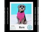 Miniature Schnauzer Mix DOG FOR ADOPTION RGADN-1218282 - Ren 120223 - Miniature