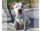 American Staffordshire Terrier DOG FOR ADOPTION RGADN-1218283 - BUDDY - American