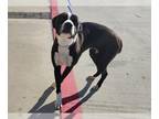 American Staffordshire Terrier-Border Collie Mix DOG FOR ADOPTION RGADN-1218285