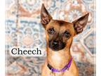 Miniature Pinscher Mix DOG FOR ADOPTION RGADN-1218287 - Cheech - Miniature