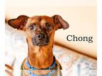 Miniature Pinscher Mix DOG FOR ADOPTION RGADN-1218288 - Chong - Miniature