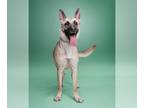 German Shepherd Dog Mix DOG FOR ADOPTION RGADN-1218302 - Cherry - German