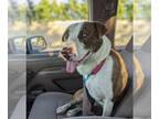 American Pit Bull Terrier Mix DOG FOR ADOPTION RGADN-1218305 - Sasha - American