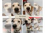 Labrador Retriever Mix DOG FOR ADOPTION RGADN-1218309 - Smokie - Cattle Dog /