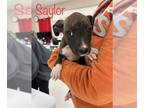 American Pit Bull Terrier Mix DOG FOR ADOPTION RGADN-1218334 - Morgan - American