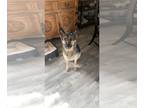 German Shepherd Dog DOG FOR ADOPTION RGADN-1218336 - Raven (SC) - German