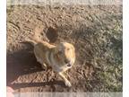 Golden Retriever Mix DOG FOR ADOPTION RGADN-1218344 - Chester Cumberbatch (SC) -