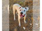 Boxer DOG FOR ADOPTION RGADN-1218351 - Max (SC) - Boxer Dog For Adoption