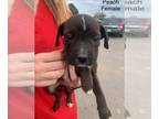 Chinese Shar-Pei Mix DOG FOR ADOPTION RGADN-1218352 - Peach (M&M) - Shar Pei /