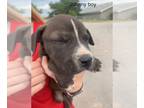 Chinese Shar-Pei Mix DOG FOR ADOPTION RGADN-1218353 - Johnny (M&M) - Shar Pei /