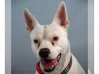 American Pit Bull Terrier DOG FOR ADOPTION RGADN-1218355 - BOBBY - American Pit