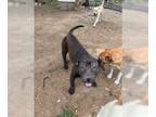 American Pit Bull Terrier Mix DOG FOR ADOPTION RGADN-1218361 - Star - American