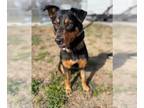 Australian Shepherd Mix DOG FOR ADOPTION RGADN-1218365 - HARLEY - Australian