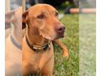 Vizsla DOG FOR ADOPTION RGADN-1218366 - Z COURTESY LISTING: CHLOE - Vizsla Dog