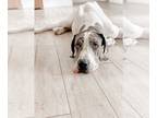 Great Dane DOG FOR ADOPTION RGADN-1218368 - Z COURTESY LISTING: KANE - Great