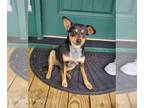 Beagle Mix DOG FOR ADOPTION RGADN-1218373 - Molly - Beagle / Mixed (short coat)