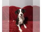 Border Collie Mix DOG FOR ADOPTION RGADN-1218376 - Louie - Border Collie / Mixed