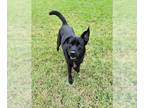 Labrador Retriever Mix DOG FOR ADOPTION RGADN-1218379 - CLOVER - Labrador