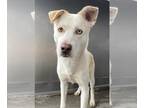 Siberian Husky Mix DOG FOR ADOPTION RGADN-1218383 - RESCUE PARTNER