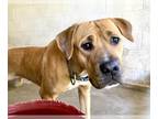 Rhodesian Ridgeback Mix DOG FOR ADOPTION RGADN-1218384 - MARIGOLD - Rhodesian