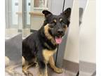 German Shepherd Dog DOG FOR ADOPTION RGADN-1218394 - BUGS - German Shepherd Dog