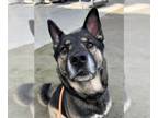 German Shepherd Dog-Siberian Husky Mix DOG FOR ADOPTION RGADN-1218404 - Leonardo