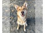 German Shepherd Dog-Siberian Husky Mix DOG FOR ADOPTION RGADN-1218407 - Libby -