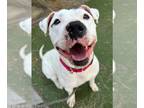 Dogo Argentino Mix DOG FOR ADOPTION RGADN-1218410 - Bingo - Dogo Argentino /