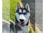 Siberian Husky Mix DOG FOR ADOPTION RGADN-1218414 - Sonic - Siberian Husky /