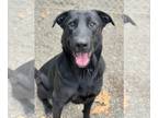 Labrador Retriever Mix DOG FOR ADOPTION RGADN-1218416 - Tokyo - Labrador