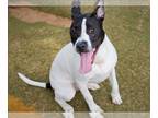 Pointer Mix DOG FOR ADOPTION RGADN-1218420 - YO GABBA - English Pointer / Mixed