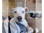 Staffordshire Bull Terrier Mix DOG FOR ADOPTION RGADN-1218426 - WINTER -