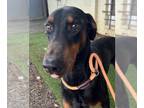 Doberman Pinscher Mix DOG FOR ADOPTION RGADN-1218430 - Bowie - Doberman Pinscher