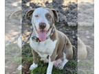 Staffordshire Bull Terrier Mix DOG FOR ADOPTION RGADN-1218441 - MAGGIE -