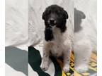 Pomsky DOG FOR ADOPTION RGADN-1218446 - Cajun - Siberian Husky / Pomeranian /
