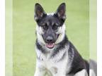 German Shepherd Dog Mix DOG FOR ADOPTION RGADN-1218457 - RYDER - German Shepherd