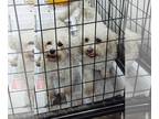 Bichon Frise DOG FOR ADOPTION RGADN-1218466 - Judy Moody - Bichon Frise Dog For