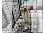 Bichon Frise Mix DOG FOR ADOPTION RGADN-1218467 - Ramona Quimby - Bichon Frise /