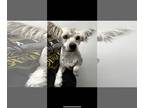 Lhasa Apso-Skye Terrier Mix DOG FOR ADOPTION RGADN-1218472 - KIWI GUAVA - Skye