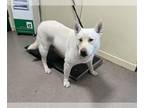 Siberian Husky Mix DOG FOR ADOPTION RGADN-1218474 - LOGAN - Siberian Husky /