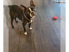 Boston Terrier DOG FOR ADOPTION RGADN-1218482 - Skipper - Boston Terrier (short