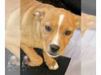 Basenji-Labrador Retriever Mix DOG FOR ADOPTION RGADN-1218485 - Topaz - Labrador