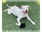American Staffordshire Terrier-Dalmatian Mix DOG FOR ADOPTION RGADN-1218499 -