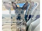 Catahoula Leopard Dog Mix DOG FOR ADOPTION RGADN-1218510 - Scooby Doo -
