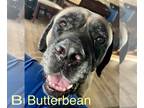 Mastiff Mix DOG FOR ADOPTION RGADN-1218512 - Butterbean & Noodles - Mastiff /