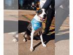 Great Dane DOG FOR ADOPTION RGADN-1218513 - Hunter - Great Dane / Catahoula