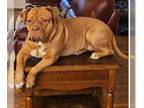 Mix DOG FOR ADOPTION RGADN-1218516 - Angel - French Mastiff (short coat) Dog