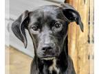 Feist Terrier-Labrador Retriever Mix DOG FOR ADOPTION RGADN-1218524 - April -