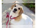 Beagle Mix DOG FOR ADOPTION RGADN-1218544 - Bo (CL) - Beagle / Mixed Dog For